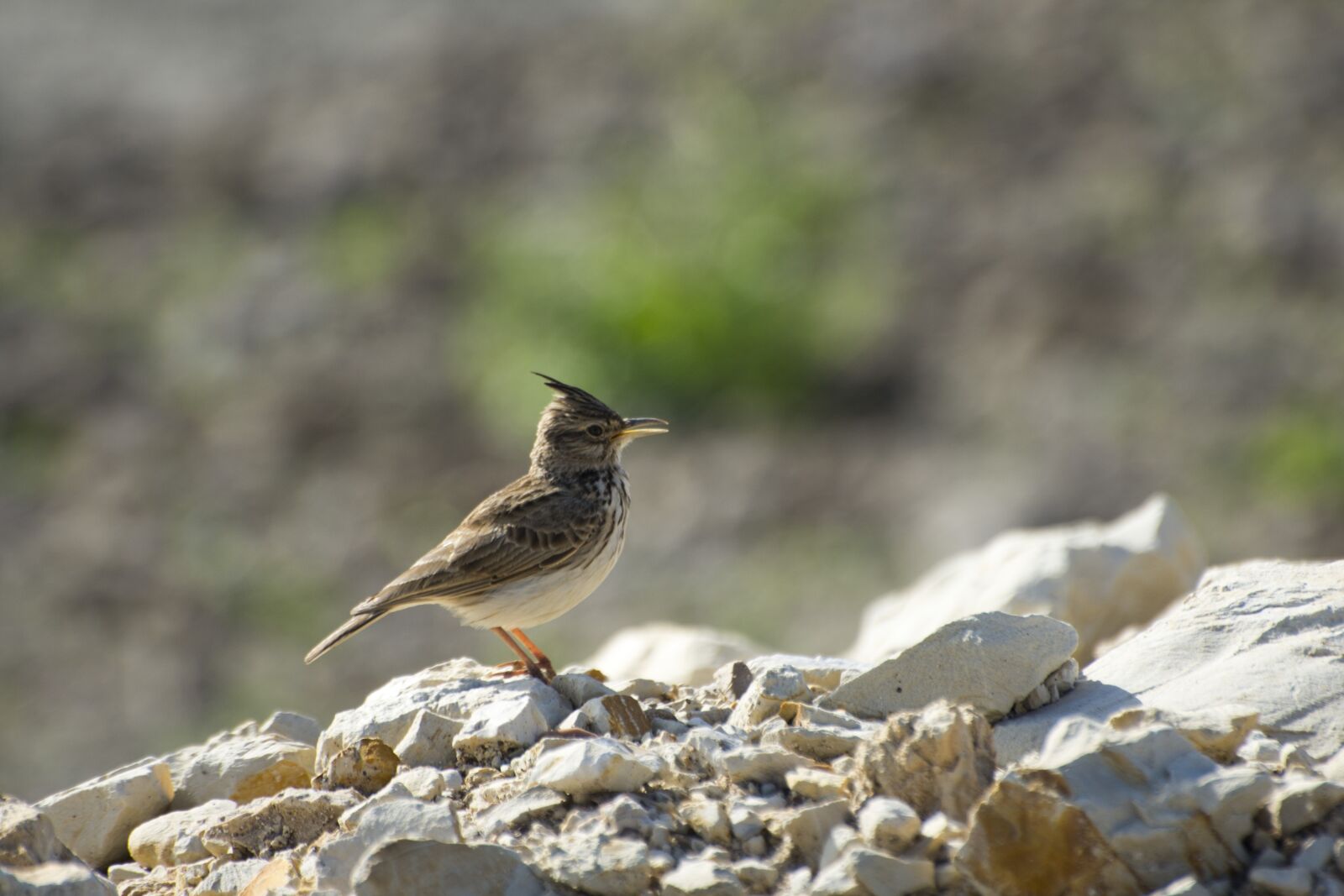Nikon D7200 sample photo. Bird, desert, israel photography