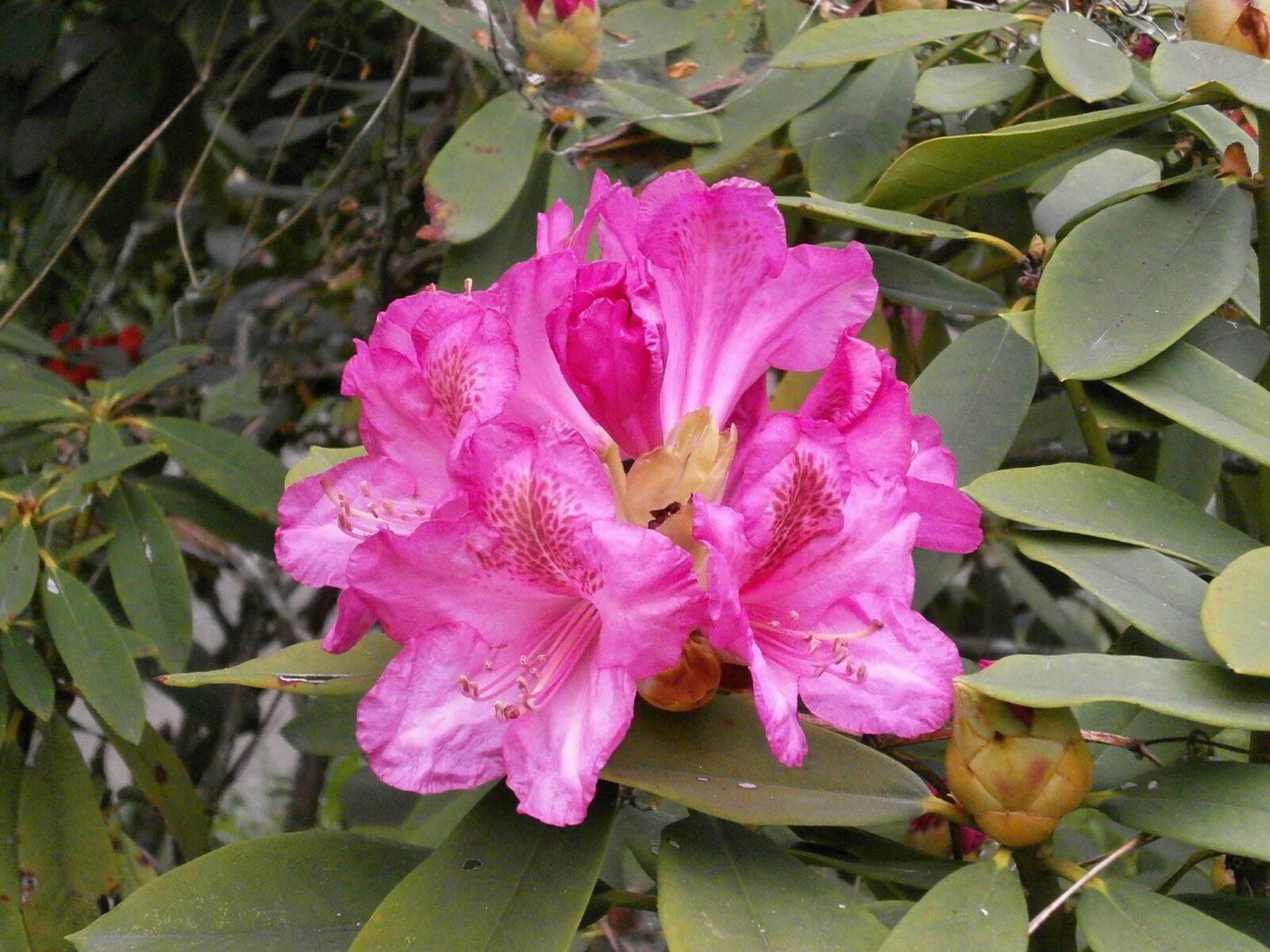 Olympus VG110,D700 sample photo. Rhododendron, rhododendrons, ericaceae photography