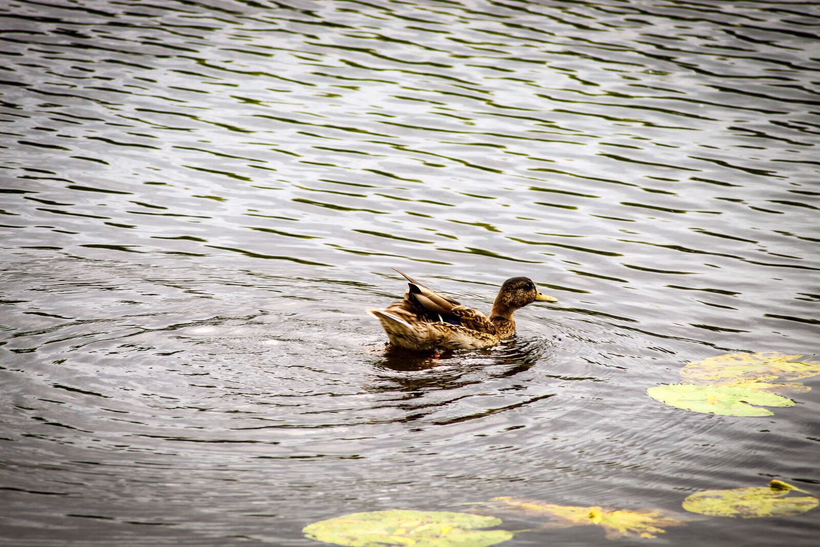 Canon EOS 4000D (EOS Rebel T100 / EOS 3000D) sample photo. Water, nature, lake photography