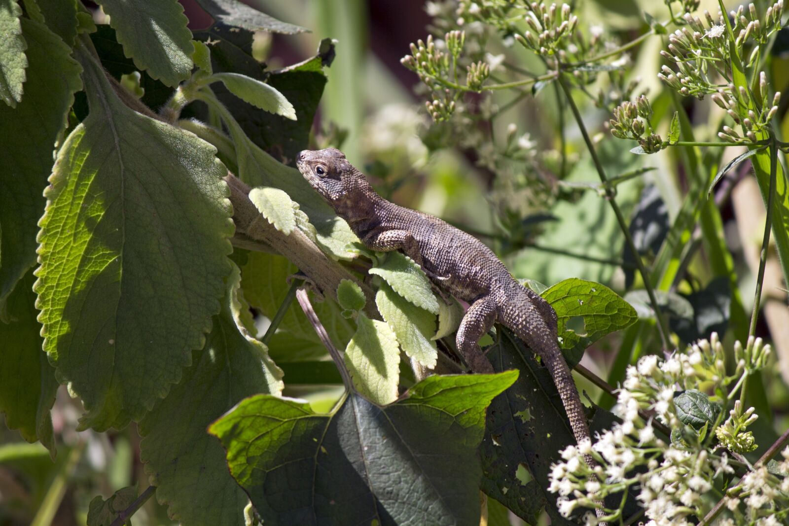 Canon EOS 1100D (EOS Rebel T3 / EOS Kiss X50) sample photo. Lizard, leaves, nature photography