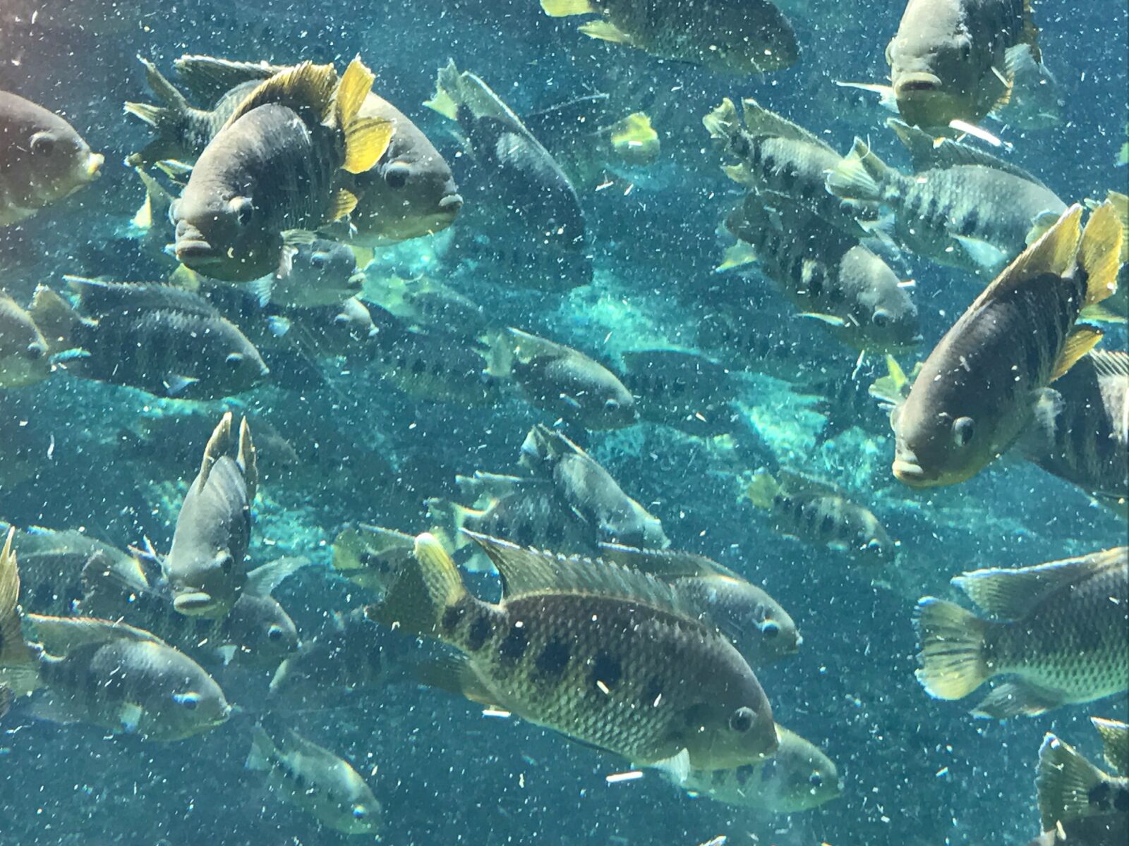 iPhone 7 back camera 3.99mm f/1.8 sample photo. Fish, zoo photography