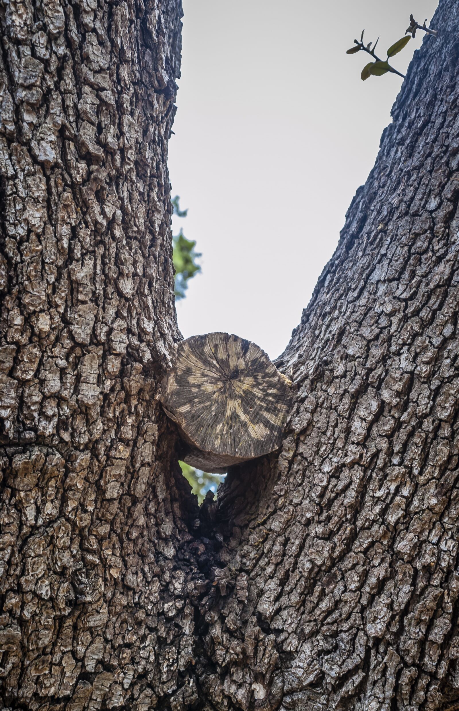 Nikon D700 sample photo. Tricky, wood, nature photography