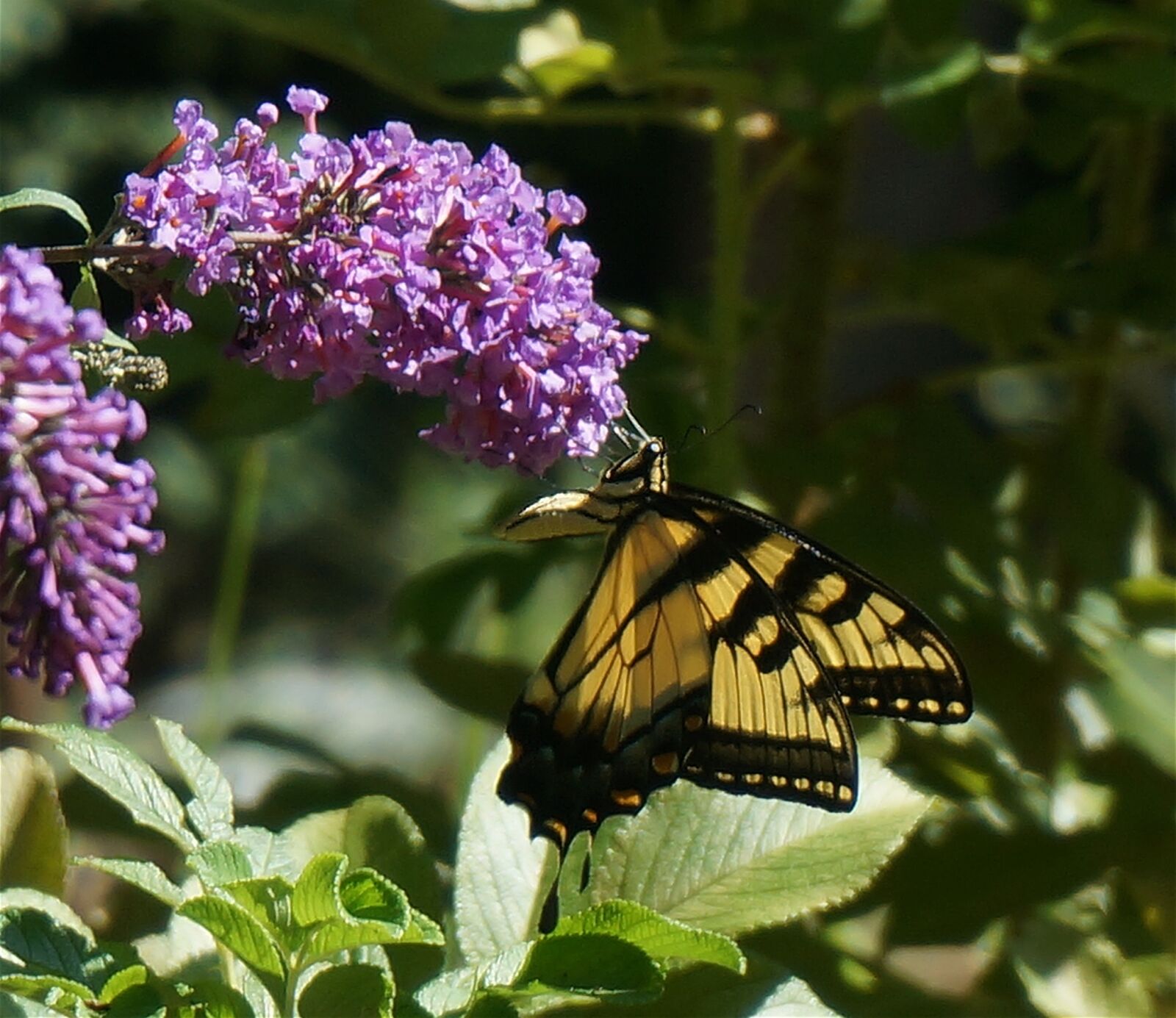 Sony Alpha NEX-5T sample photo. Tiger swallowtail, butterfly bush photography