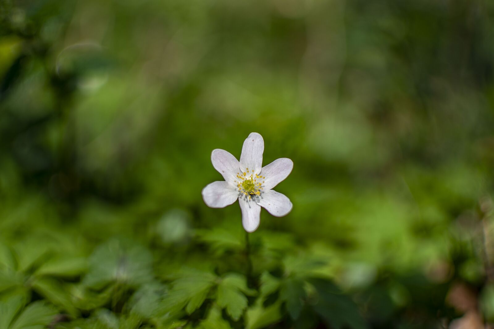 Nikon D5200 sample photo. Spring, sunny, flowers photography