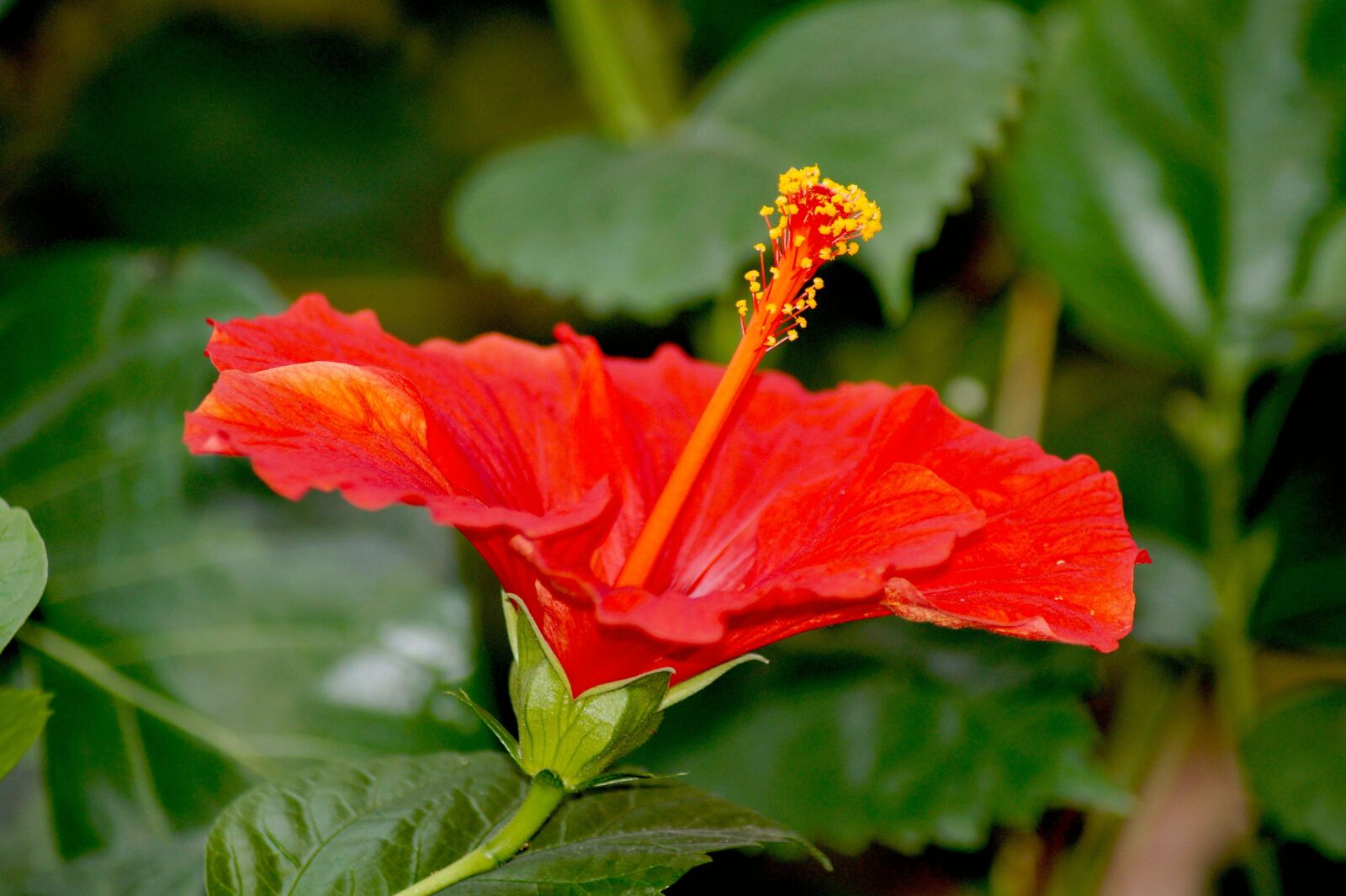 Sony SLT-A58 sample photo. Hibiscus, rosa sinensis, red photography