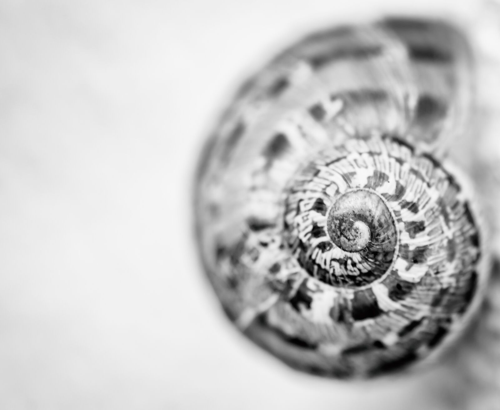 Nikon D7000 sample photo. Snail, black and white photography