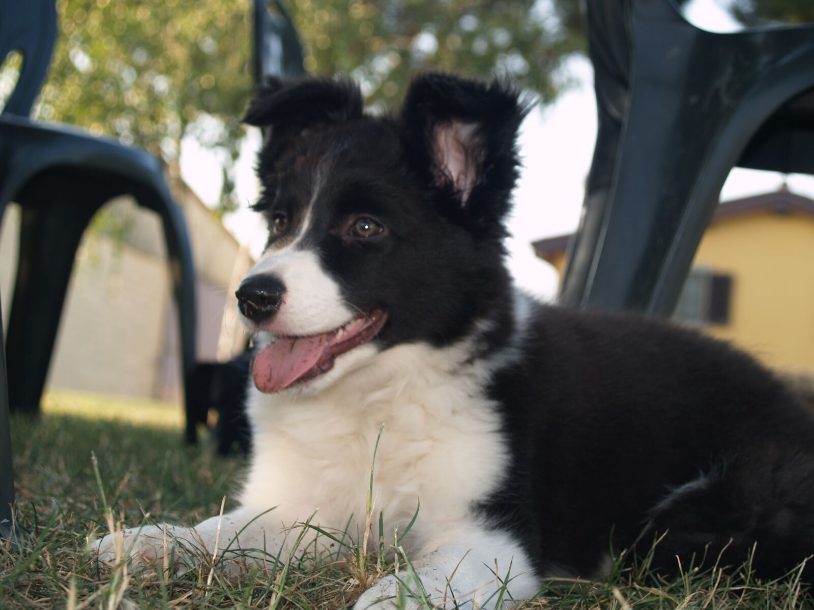 Olympus E-500 (EVOLT E-500) sample photo. Border collie, puppy, dog photography