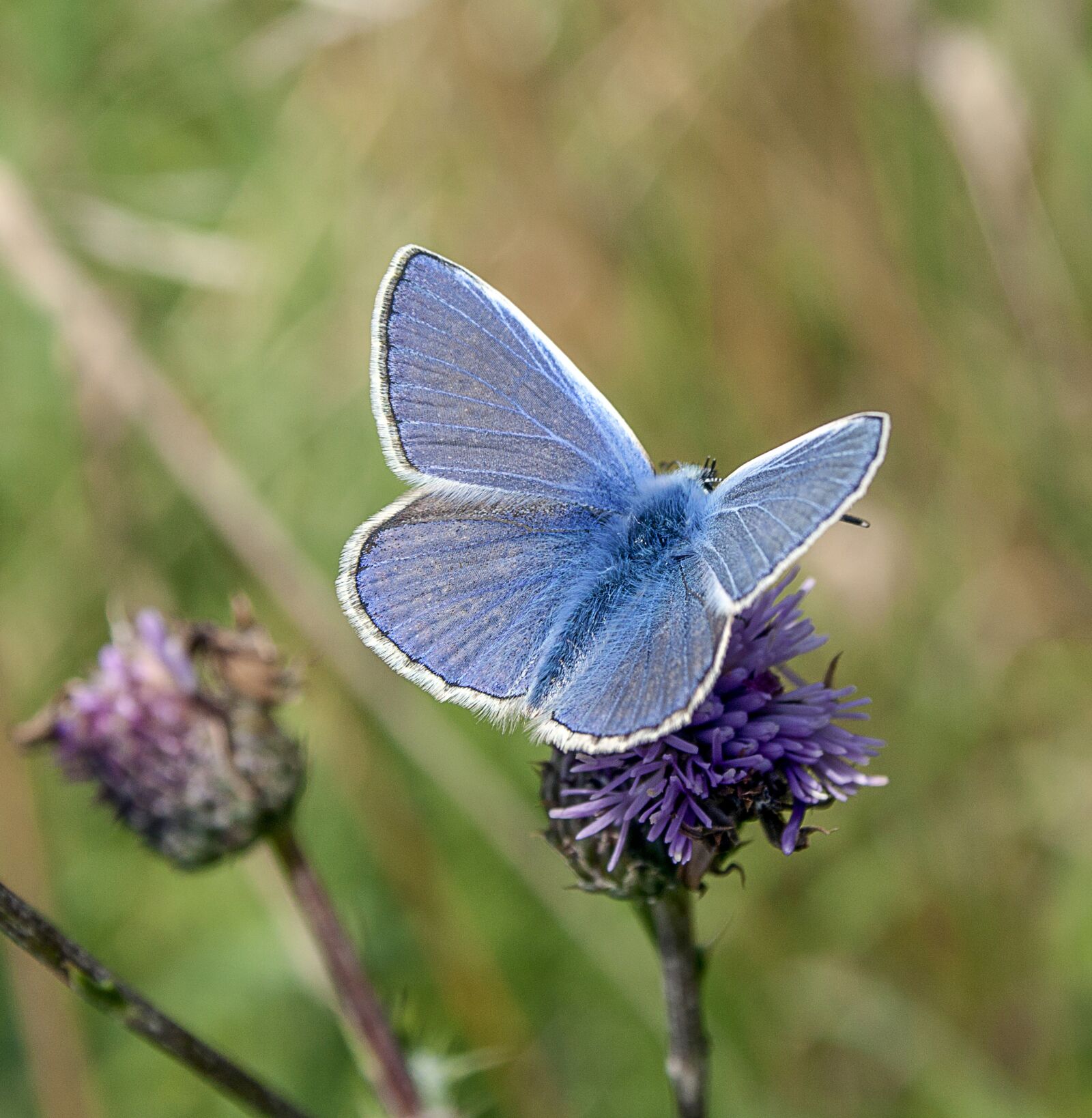 Canon EOS 500D (EOS Rebel T1i / EOS Kiss X3) + Canon EF-S 18-55mm F3.5-5.6 II sample photo. Butterfly, common-blue, insect photography