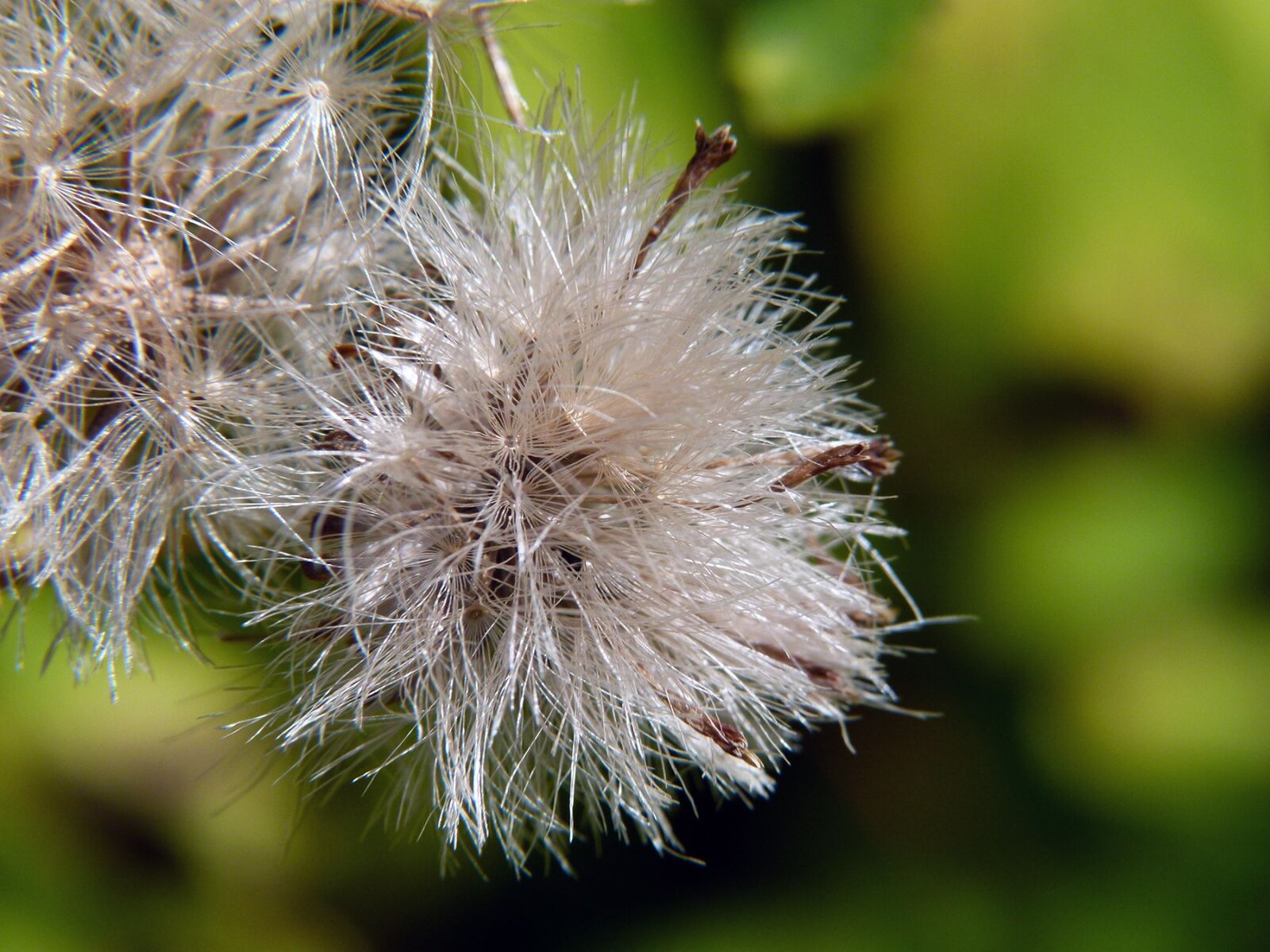 Panasonic Lumix DMC-FZ100 sample photo. Ripe fruit, wildflower, meadow photography