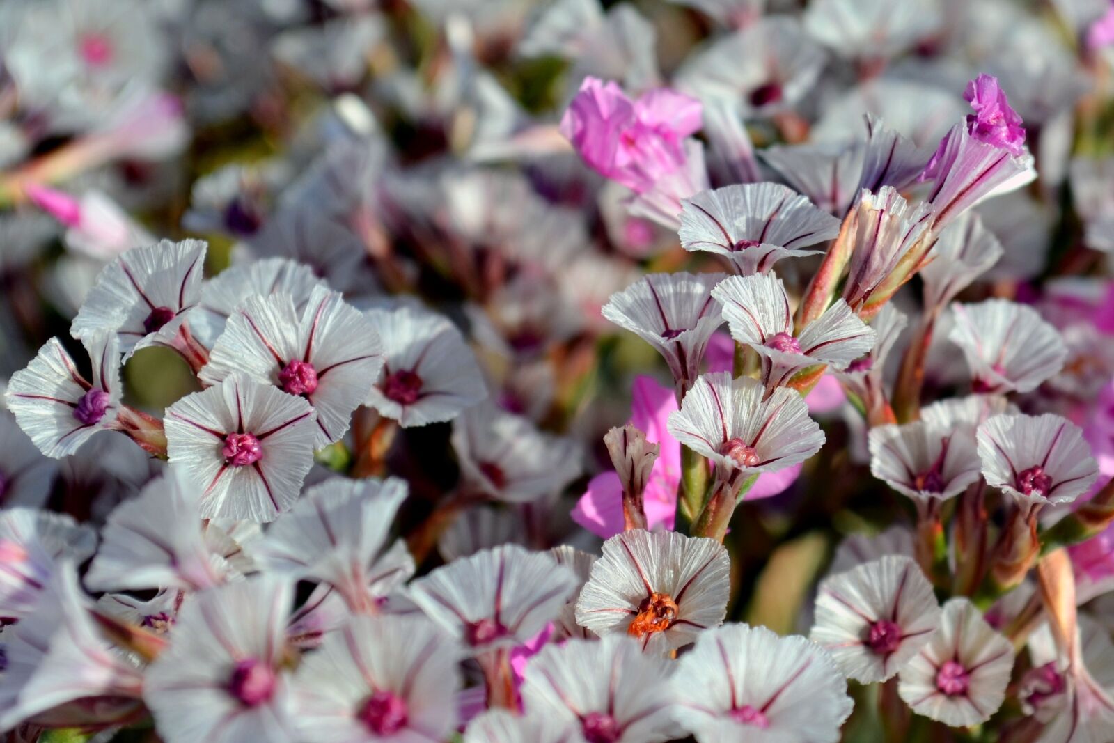 Nikon D5100 sample photo. Flower, nature, macro photography
