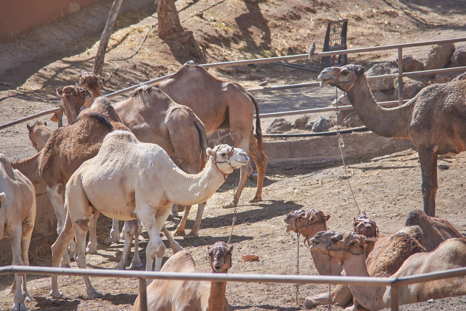 Nikon D7200 sample photo. Camel, eat, straw photography