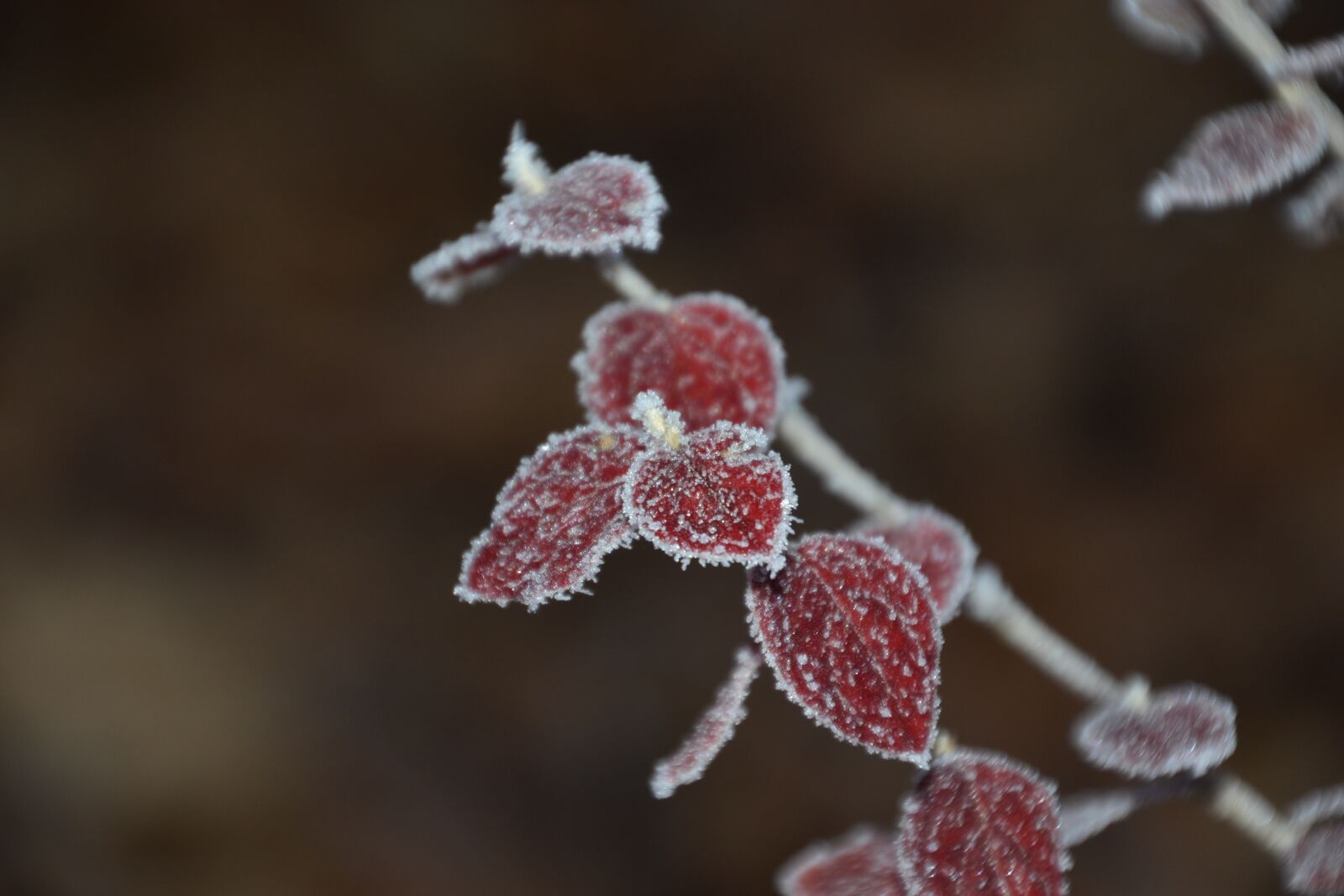 Nikon D3100 sample photo. Leaves, ice, frost photography