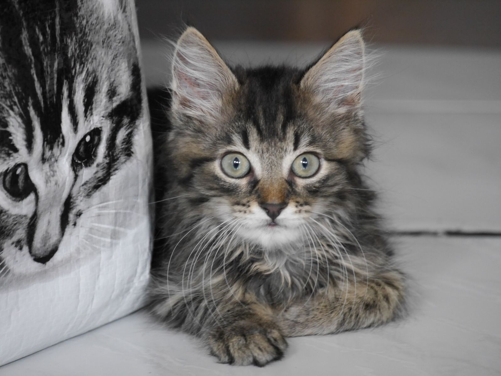 Panasonic Lumix DMC-G6 sample photo. Cat baby, cat, pet photography