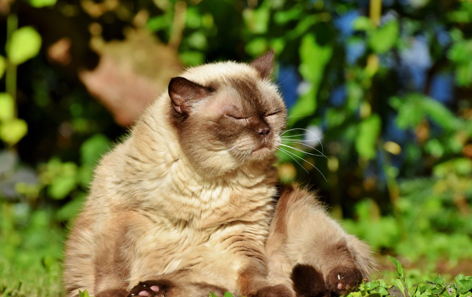 Nikon D7200 sample photo. Cat, breed cat, british photography
