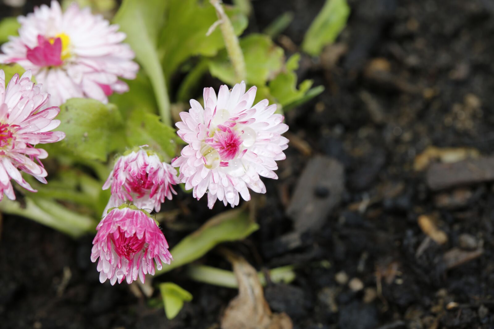 Canon EF 100mm F2.8L Macro IS USM sample photo. Flower, blossom, bloom photography