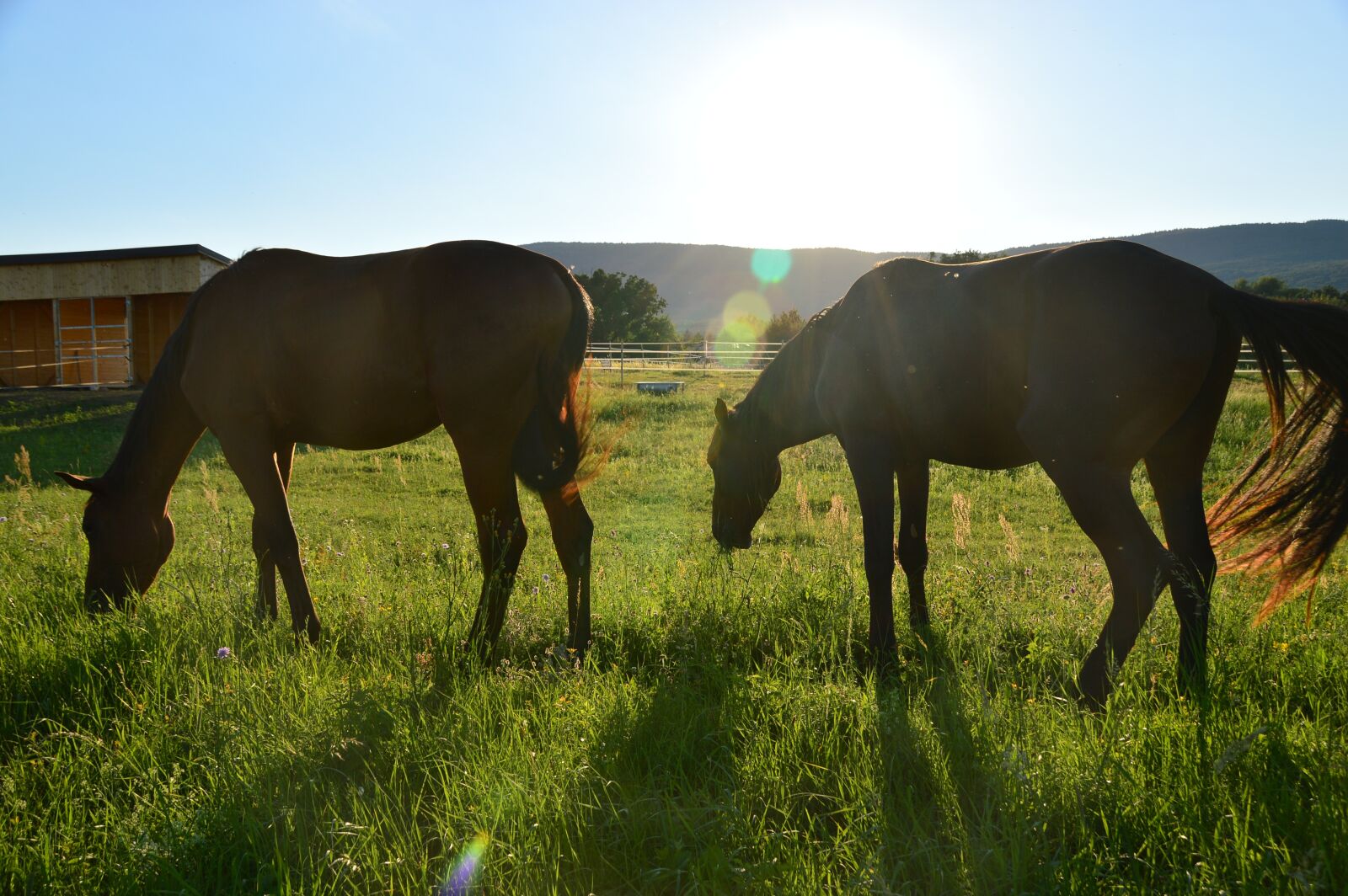 Nikon D3200 sample photo. Horses, bunch, hungary photography