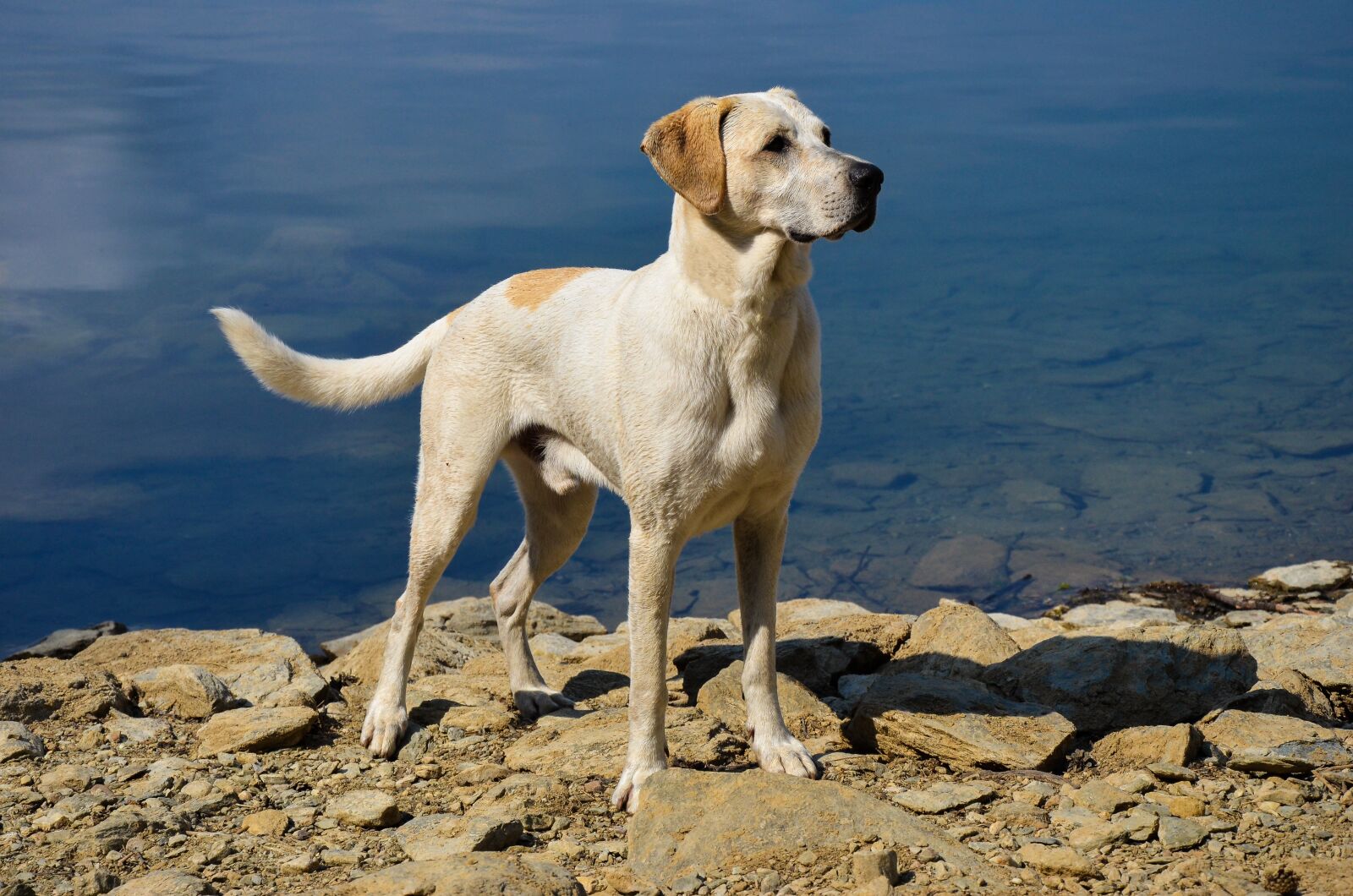 Nikon D5100 sample photo. Dog, water, beautiful photography