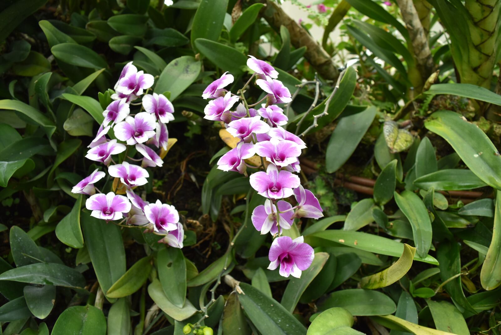 Nikon D5500 sample photo. Flower, foliage, leaf photography