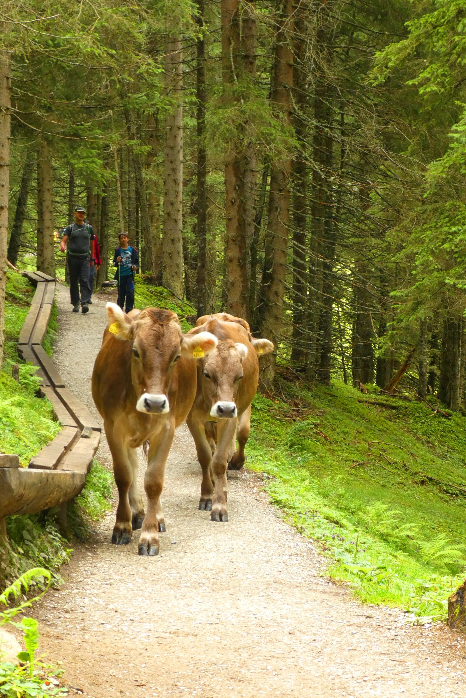 Panasonic Lumix DC-ZS70 (Lumix DC-TZ90) sample photo. Cows, alps, mountains photography