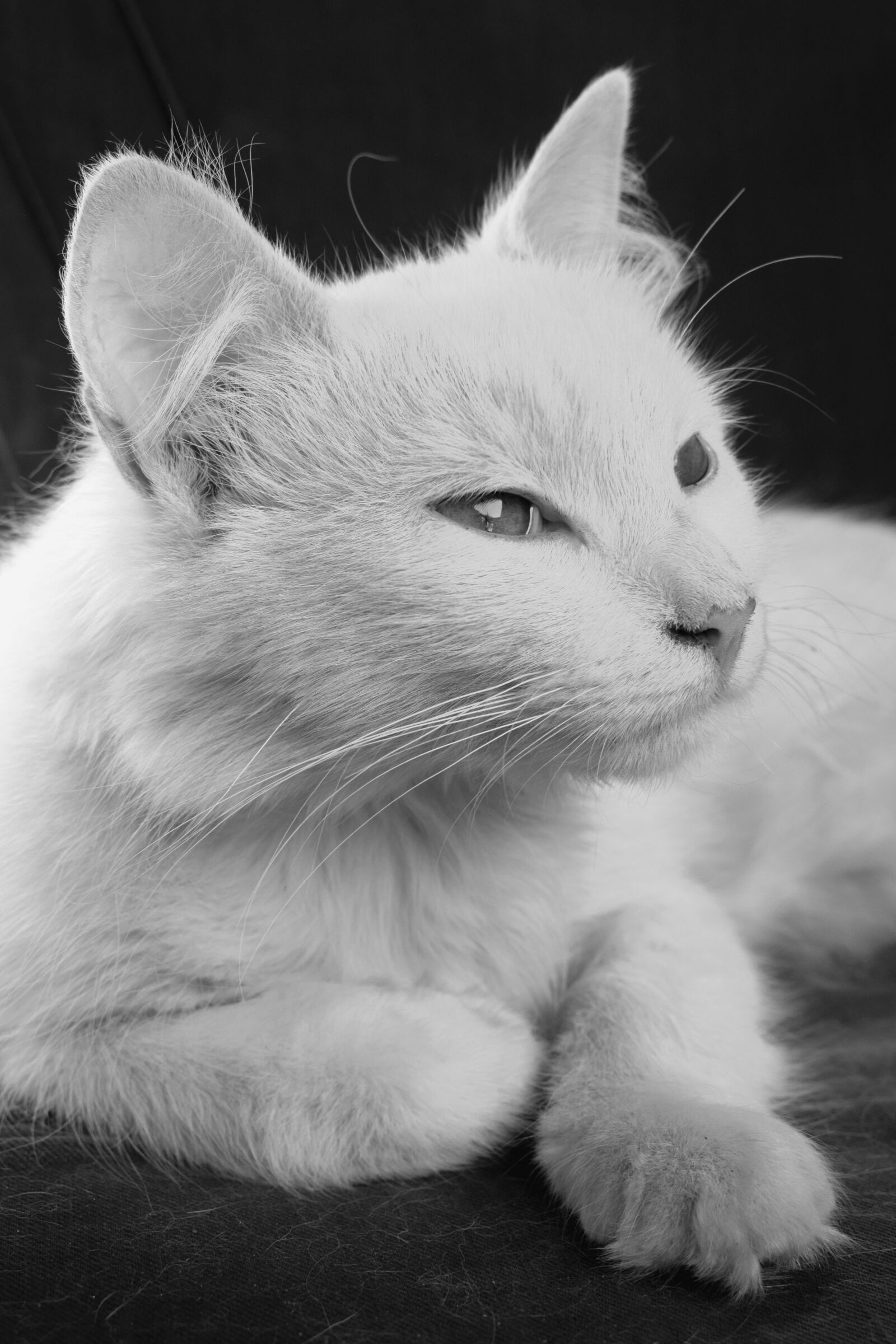 Nikon D3300 sample photo. Cat, animal, pet photography