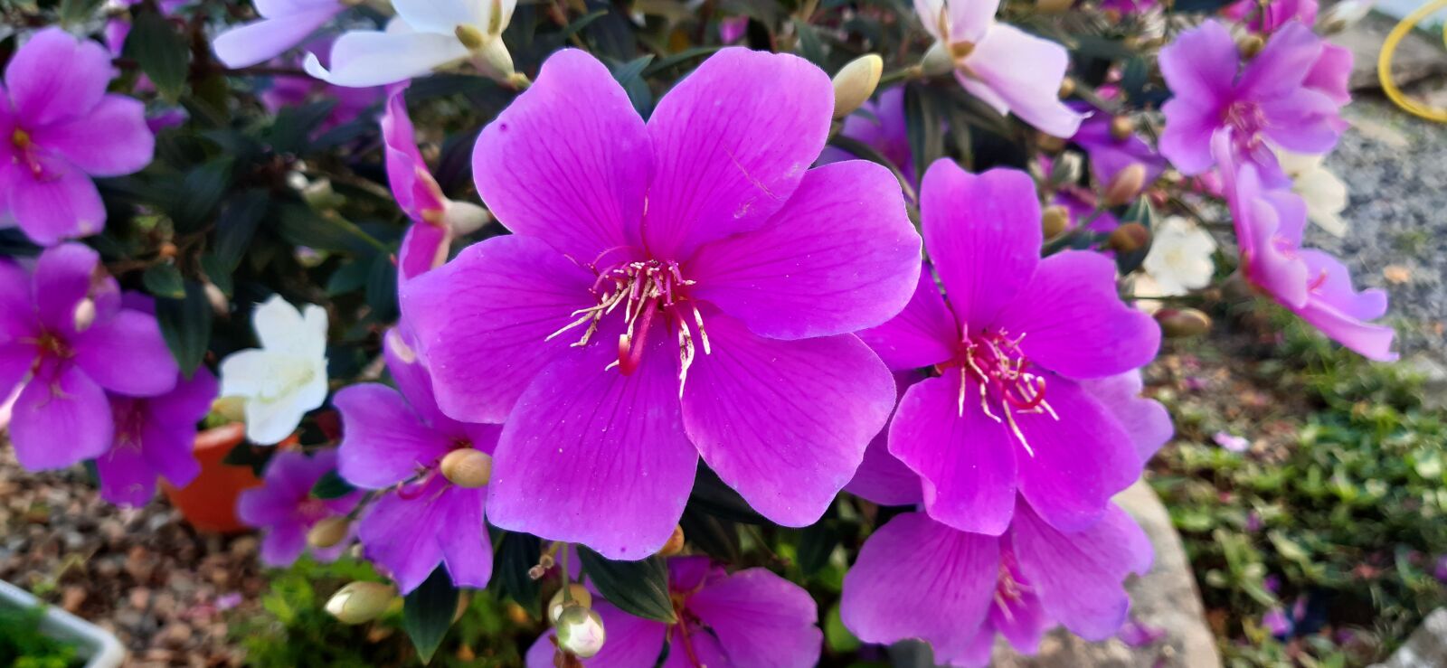 Samsung Galaxy A30 sample photo. Flor, rosa, primavera photography