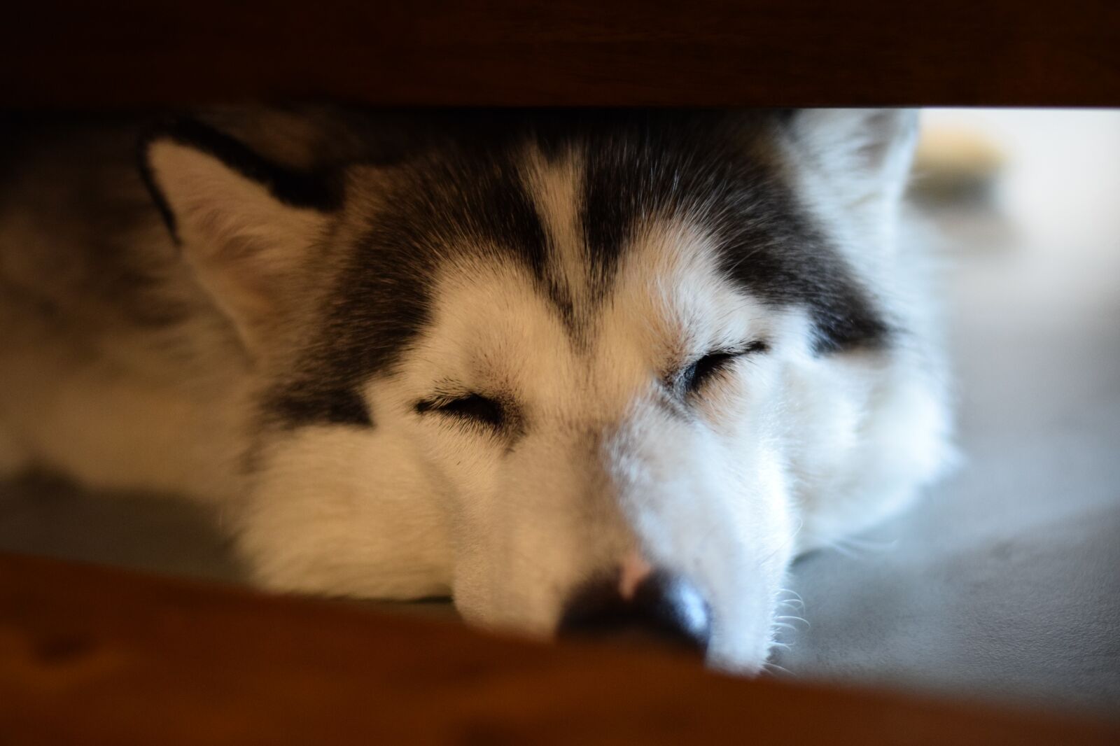 Nikon D5300 sample photo. Dog, pets, asleep photography