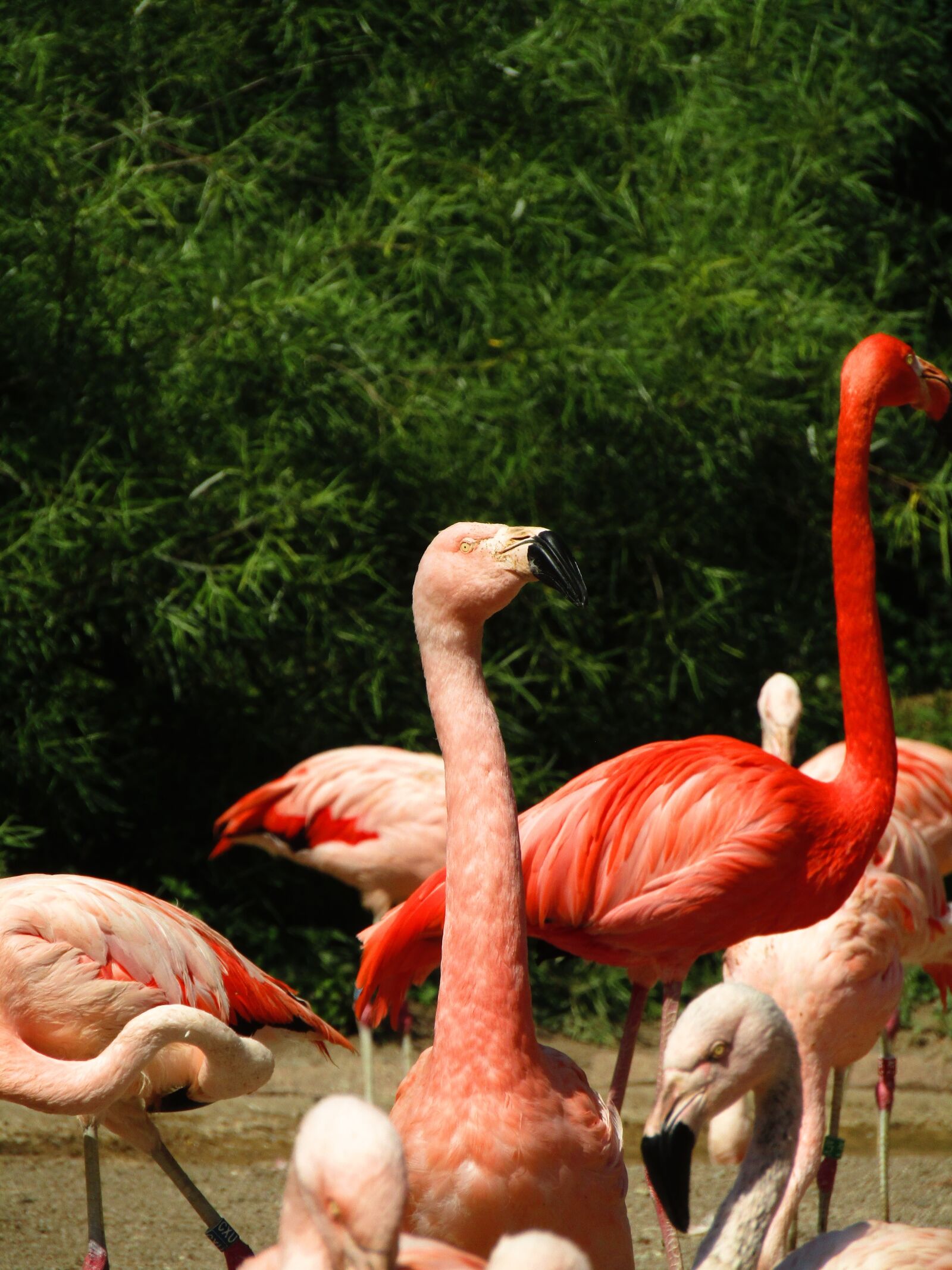 Canon PowerShot SX410 IS sample photo. Flamingo, pink, pink flamingo photography