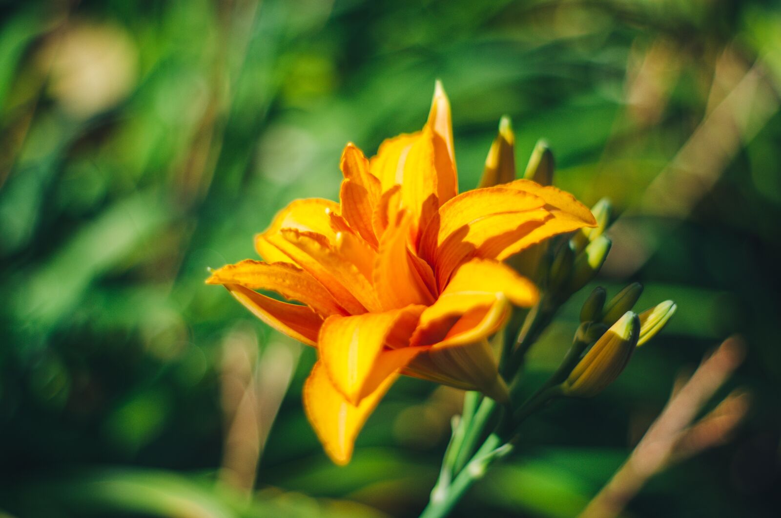 Nikon D5100 sample photo. Flor, amarillo, flores photography