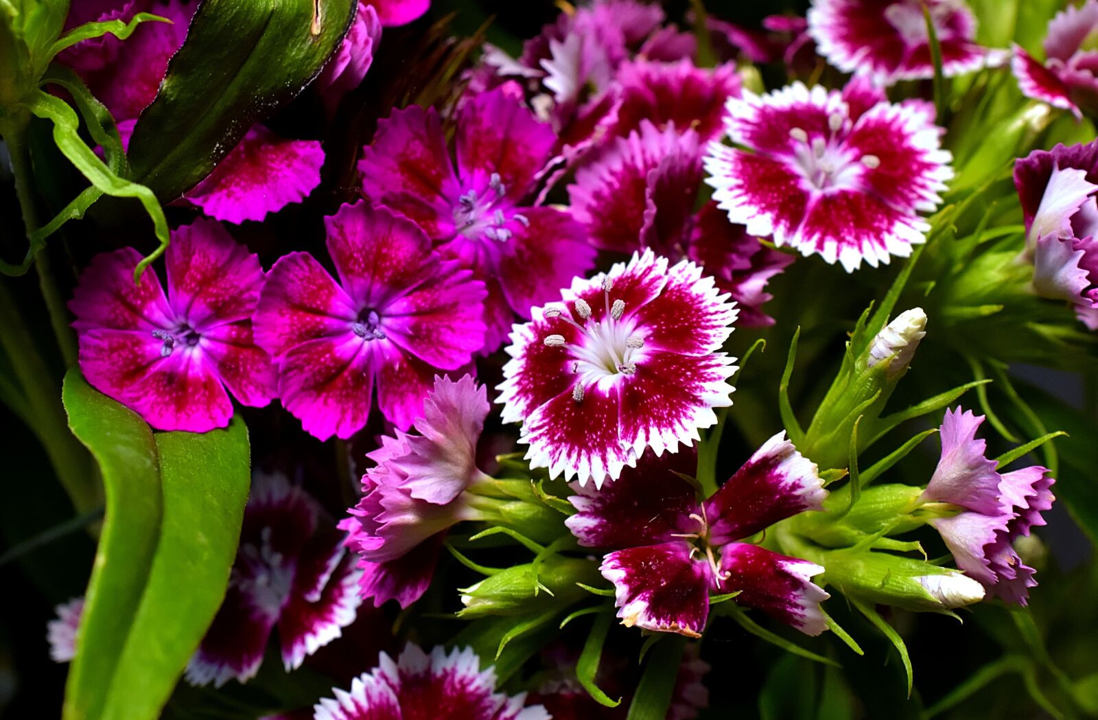 Nikon D7200 sample photo. Carnation, sweet william, stechnelke photography