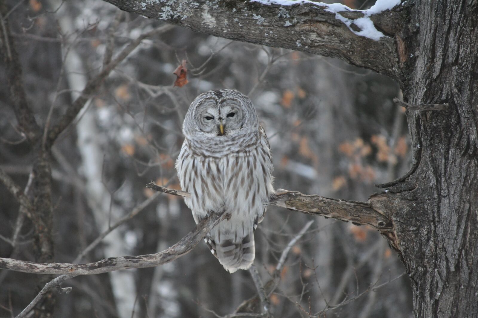 Nikon D5000 sample photo. Owl, winter, bird photography