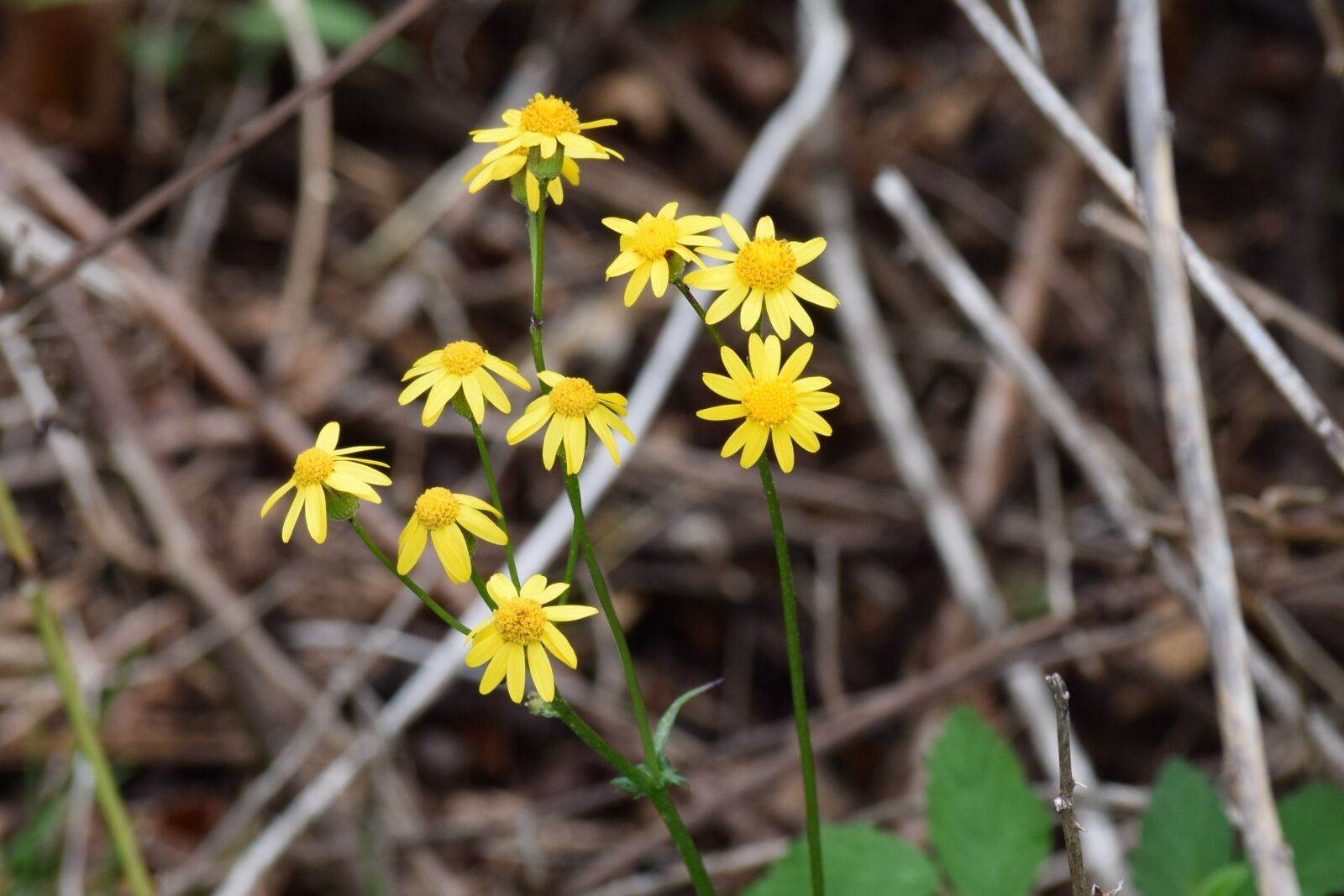 Nikon D3300 sample photo. Flora, flower, blossom photography