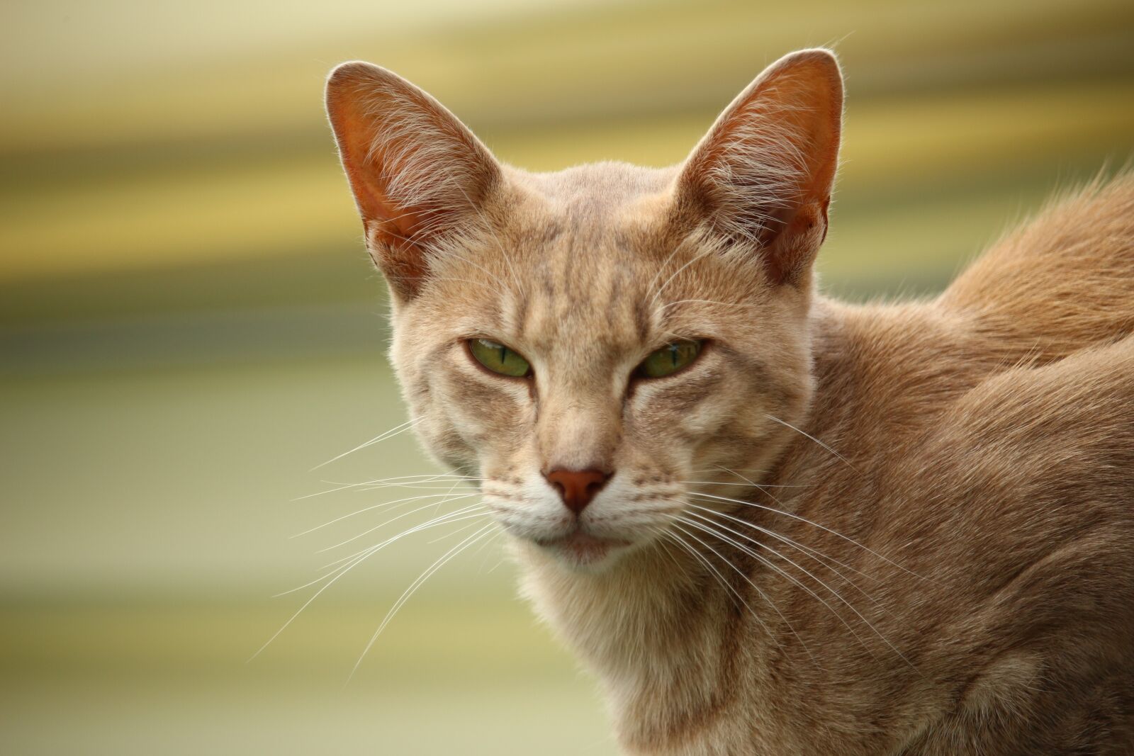 Canon EOS 100D (EOS Rebel SL1 / EOS Kiss X7) sample photo. Cat, kitten, mieze photography