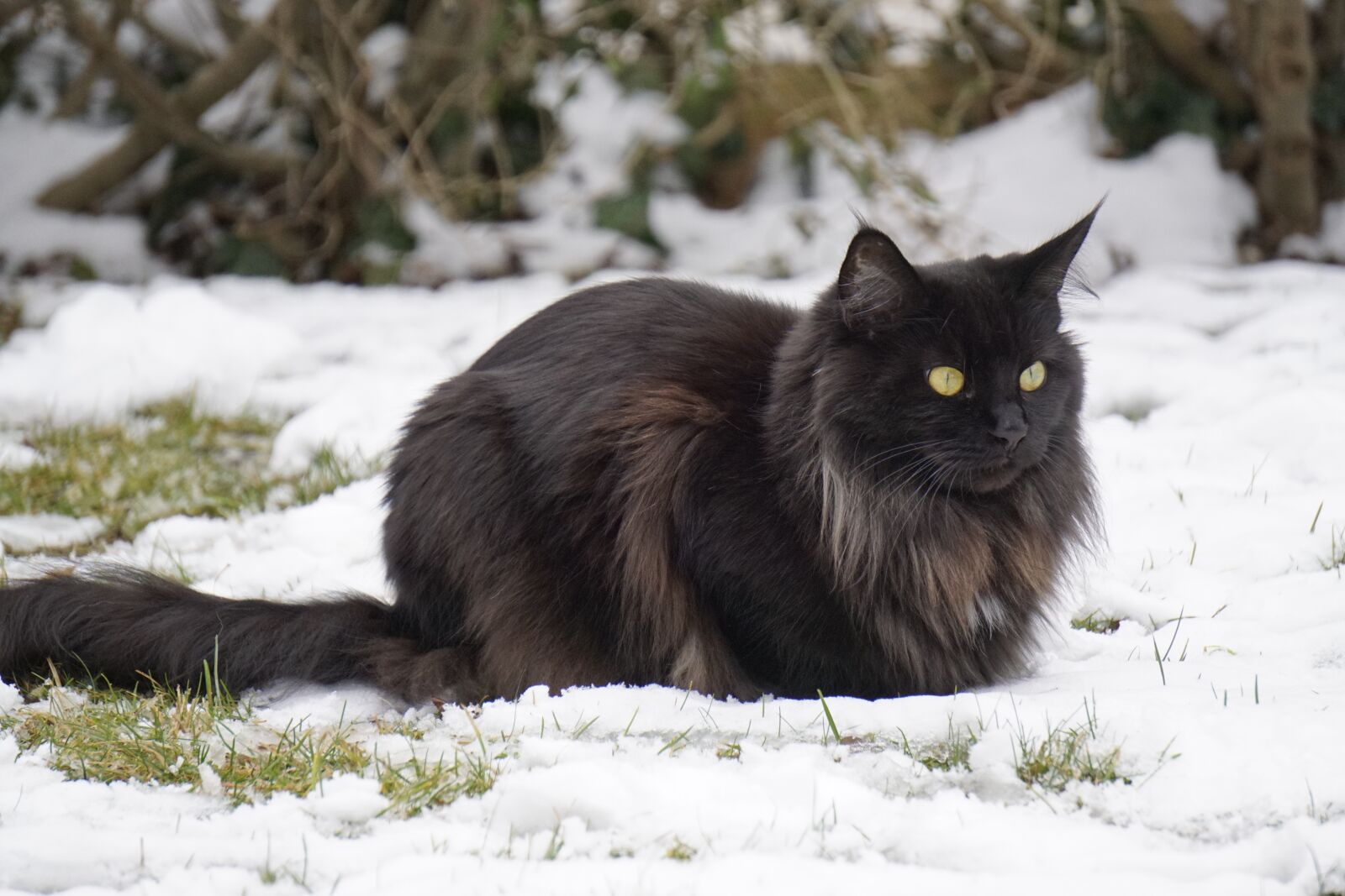 Sony E 55-210mm F4.5-6.3 OSS sample photo. Snow, mammal, winter photography