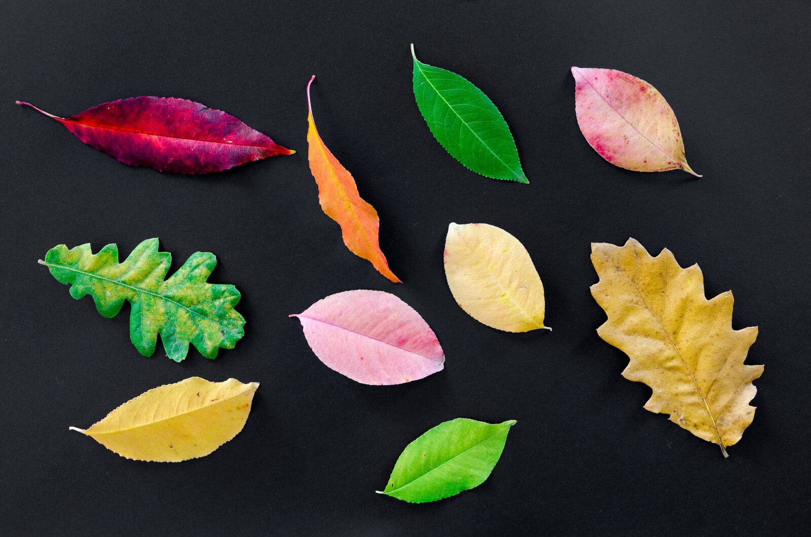 Nikon D5100 sample photo. Autumn, orange, nature photography