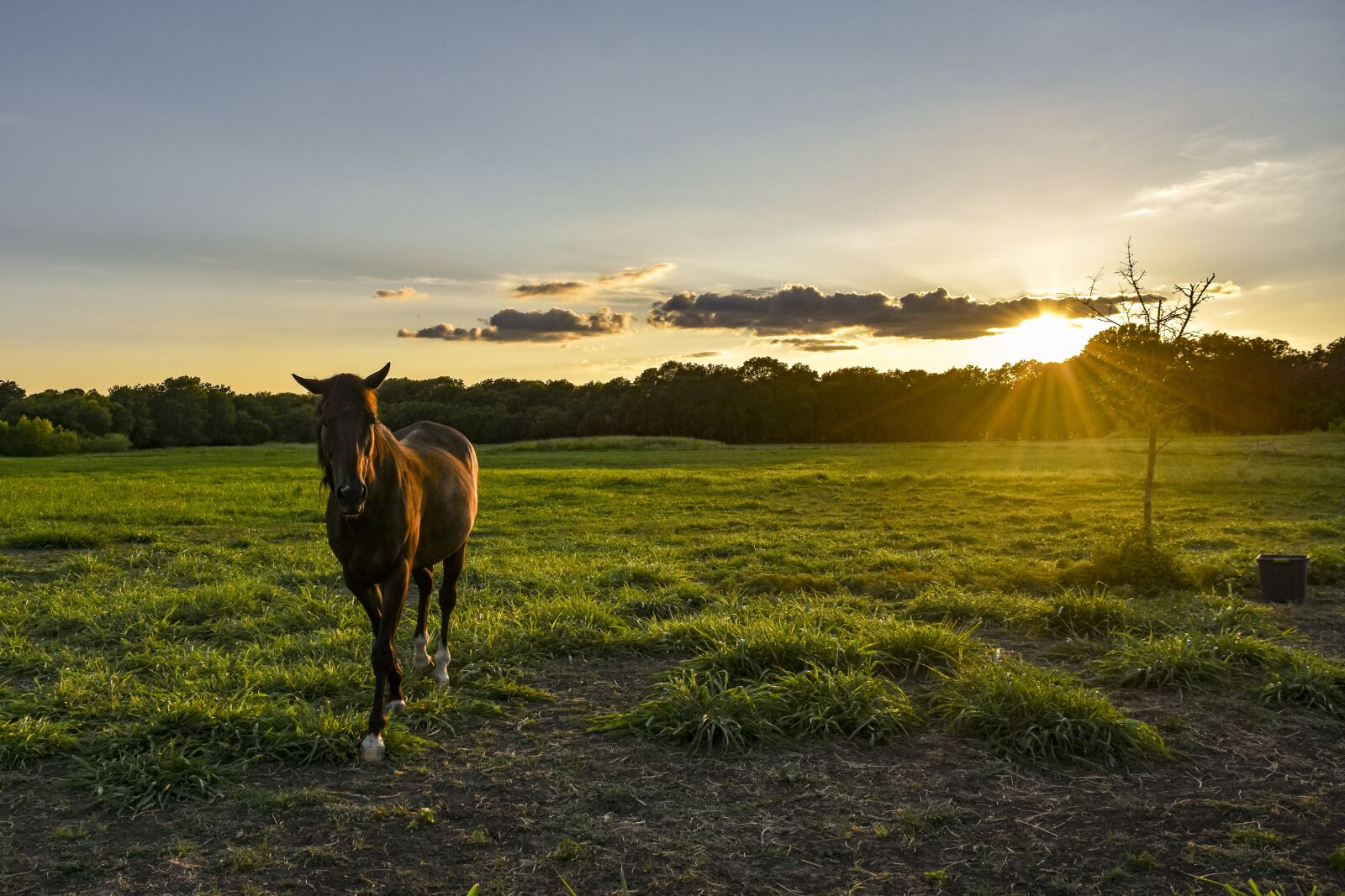 Nikon D7200 sample photo. Horse, sunset, pasture photography