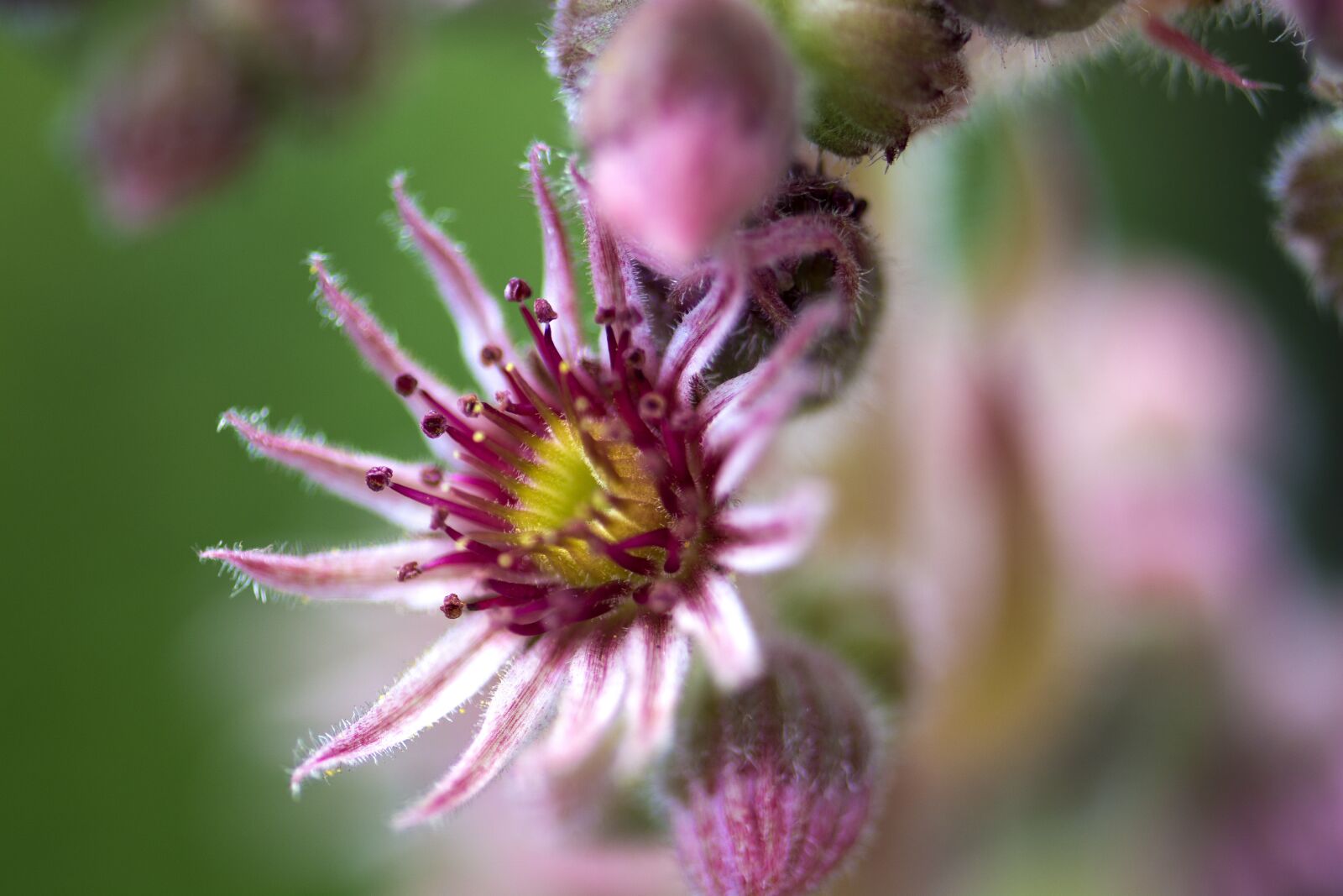 Nikon D7100 sample photo. Blossom, bloom, nature photography