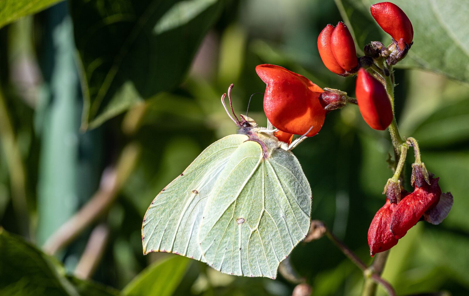 Canon EOS R sample photo. Butterfly, fire bean blossom photography