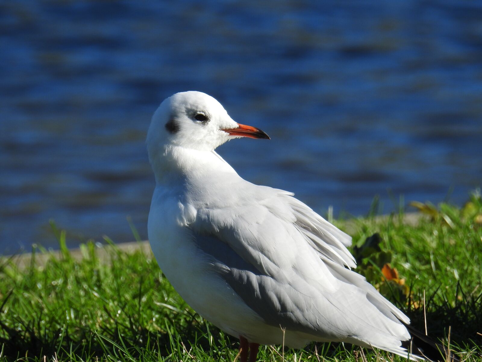 Nikon Coolpix P900 sample photo. Seagull, bird, water bird photography