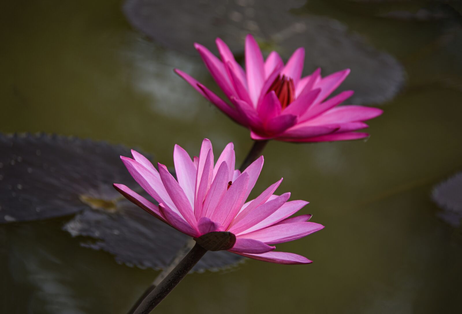Nikon D7200 sample photo. Lilies, flowers, petals photography
