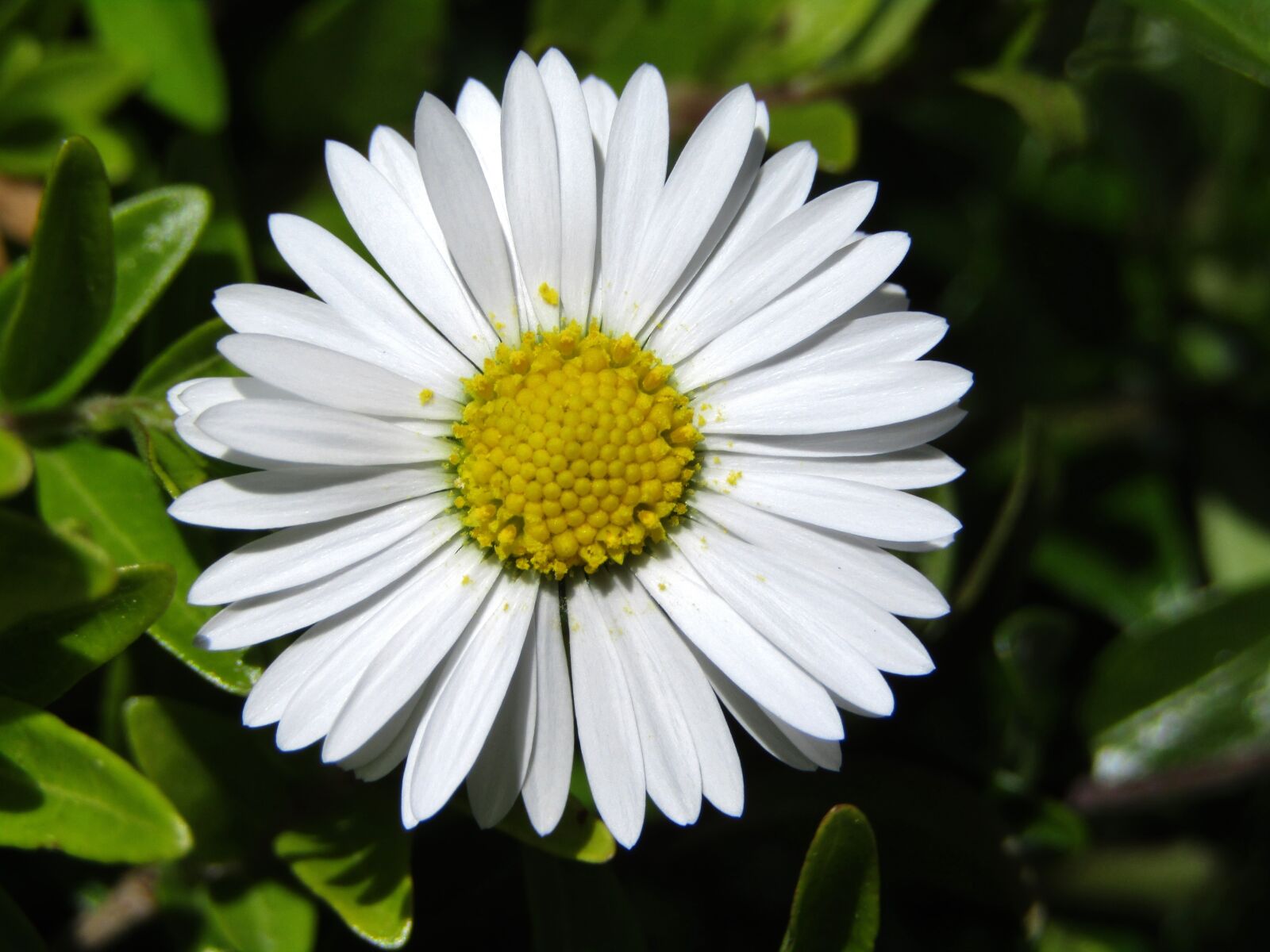 Canon POWERSHOT SX432 IS sample photo. Daisy, marie flower, yellow photography