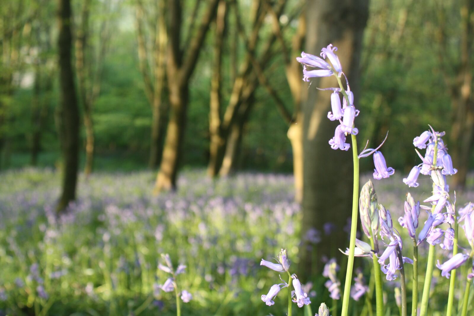 Canon EOS 1000D (EOS Digital Rebel XS / EOS Kiss F) sample photo. Bluebell, woods, nature photography