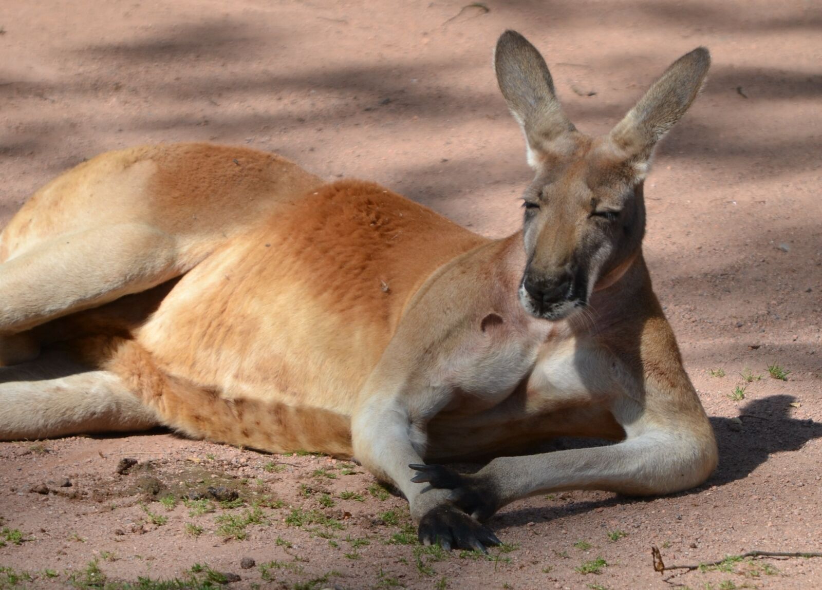 Nikon D3100 sample photo. Kangaroo, boss, zoo photography