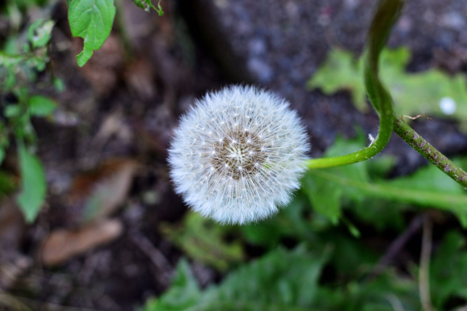 Nikon D3200 sample photo. Grass, macro, nature photography
