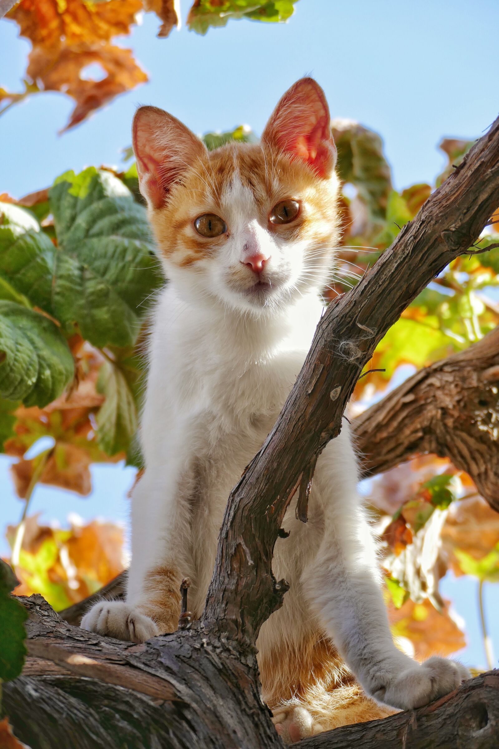 Panasonic Lumix DMC-FZ1000 sample photo. Cat, tree, animal photography