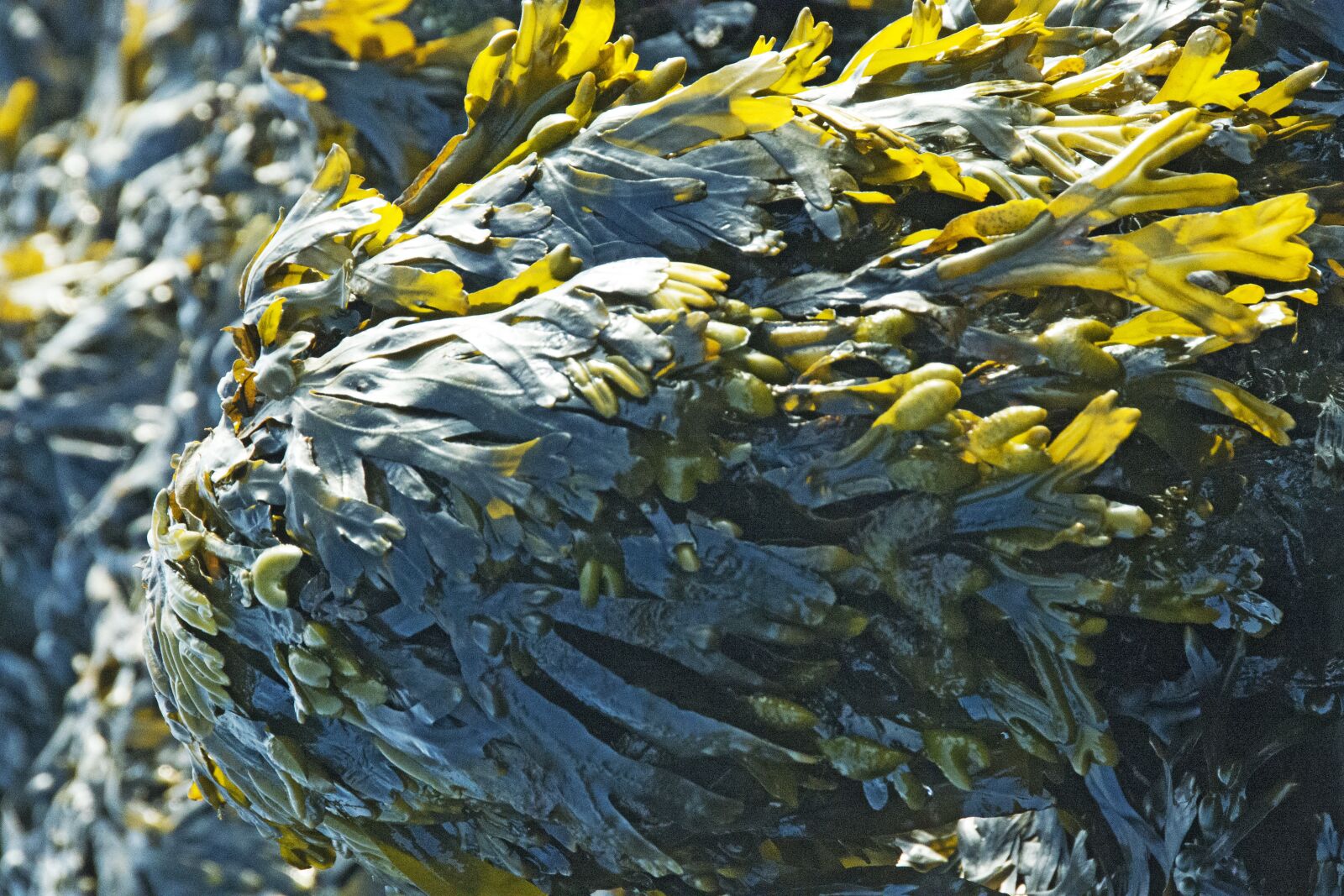 Nikon D800 sample photo. Zeewaterplanten, flora, nature photography
