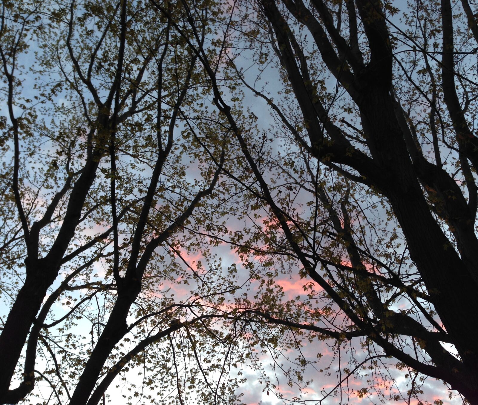 iPhone 5 back camera 4.12mm f/2.4 sample photo. Sunset, trees, sky photography