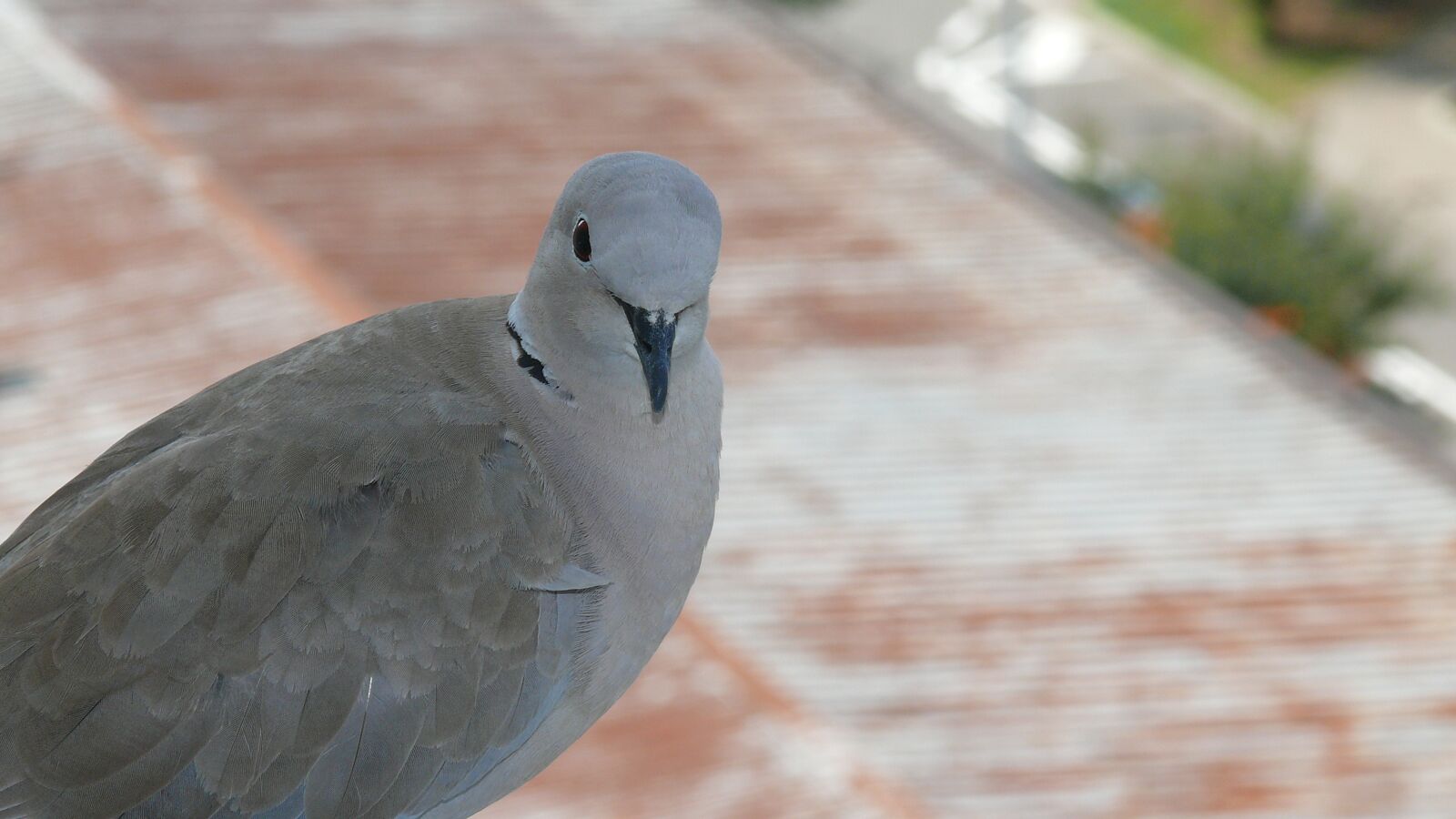 Panasonic DMC-FZ50 sample photo. Dove, bird, curiosa photography