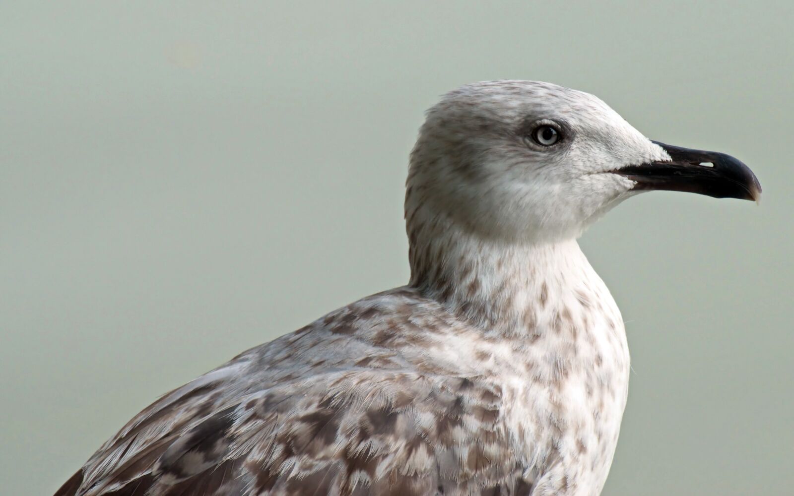 Nikon D5300 sample photo. Bird, gull, almost photography