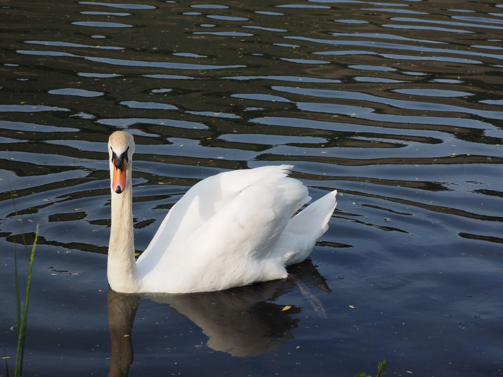 Olympus OM-D E-M1 + OLYMPUS M.12-50mm F3.5-6.3 sample photo. Swan, males, water bird photography
