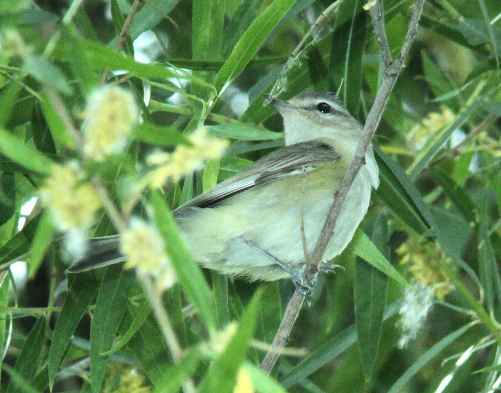 Canon EF 300mm F4L IS USM sample photo